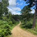 Photograph of track snaking through pines plantation