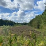 Photograph of wide clearing between blocks planted with conifers