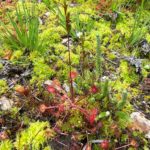 Photograph of bog plants