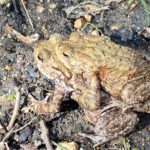 Photograph of coupled toads