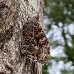 Photograph of a camouflaged grayling butterfly on a tree trunk