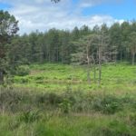 Photograph of a forestry valley