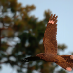 Photograph of male nightjar in flight - white markings visible