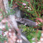 Photograph of a sand lizard amongst heather
