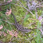 Photograph of a sand lizard amongst heather