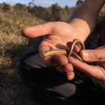 Photograph of slow worm being carefully handled
