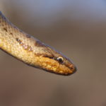 Close up photograph of head and eye