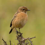 Photograph of the much drabber female stonechat