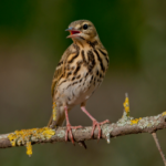 Photograph of a tree pipit perched on a twig