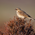Photograph of a tree pipit perched on heather