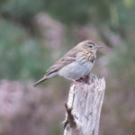 Photograph of a tree pipit perched on a dead tree stump