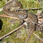 Photograph of a female adder
