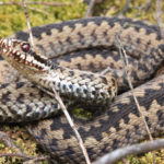 Photograph of an adder curled up