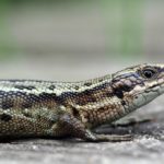 Closeup photograph of a common lizard