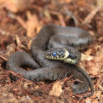 Photograph of a grass snake