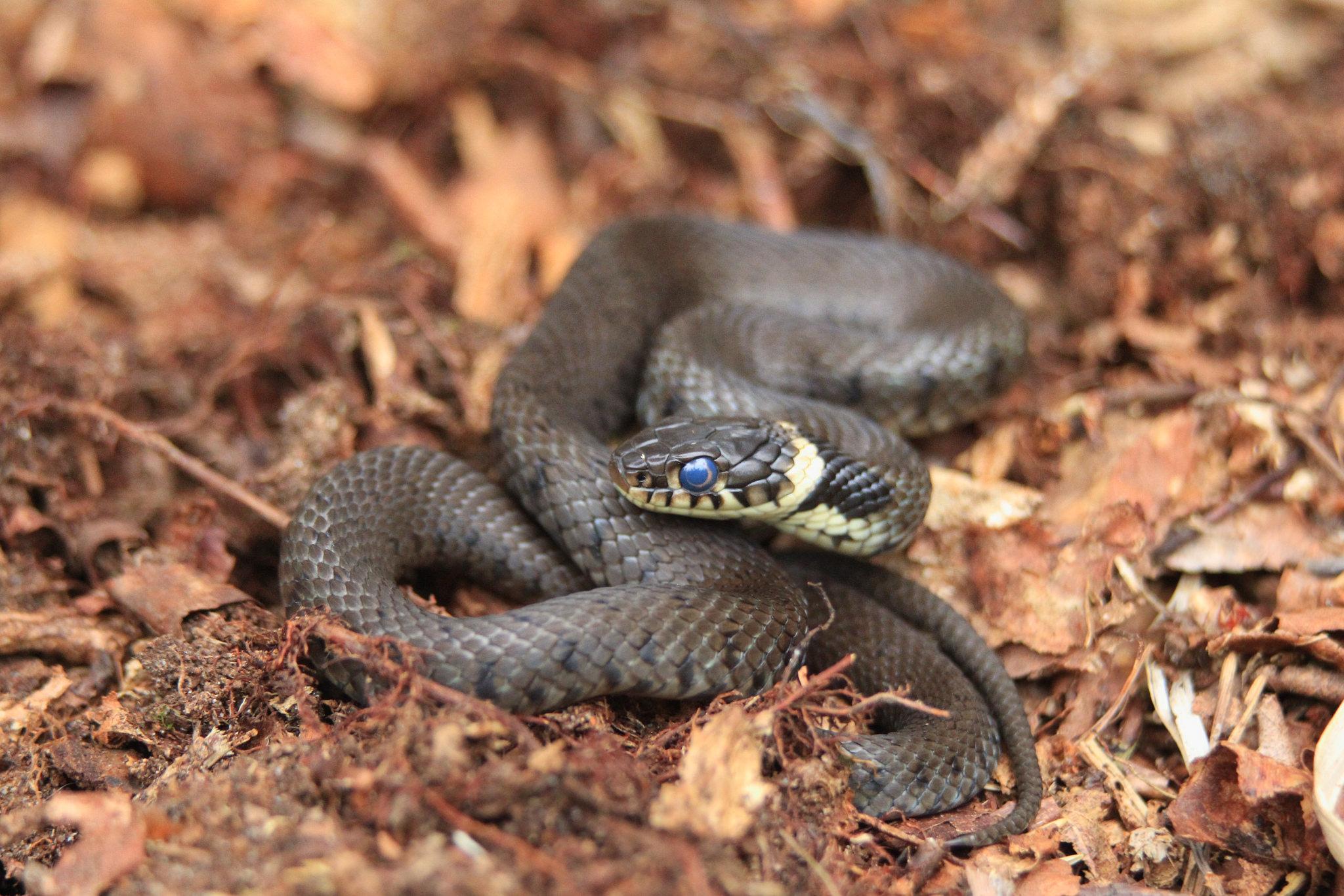 Grass Snake .UK Native. Playing dead, A Grass Snake defence…