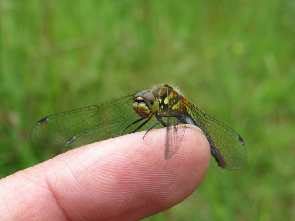 Photograph of a black darter landed on someone's finger!