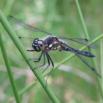 Photograph of a black darter perched in grass, all black except for a few yellow markings on the abdomen