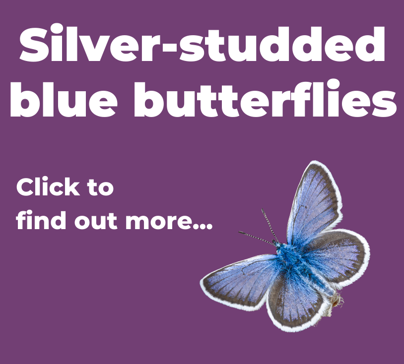 A button to click to find out more about silver-studded blue butterflies