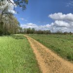 Photograph of a path leading through a meadow flanked by mature trees