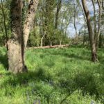 Photograph of spring flowers in the woodland