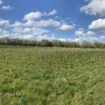 Photograph of newly planted trees, fenced off and with tree protectors