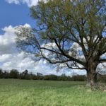 Photograph of a large oak tree