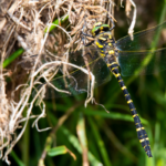 Photograph of golden-ringed dragonfly