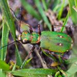 Close up photograph looking down on an iridescent green beetle. Two prominent spot of back.