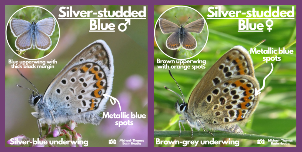 Silver-studded blue ID guides