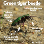 Labelled photograph pointing out large jaws, iridescent body, yellow spots on back and long, purple legs.