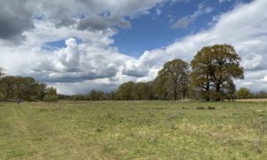 Meadows and oak trees