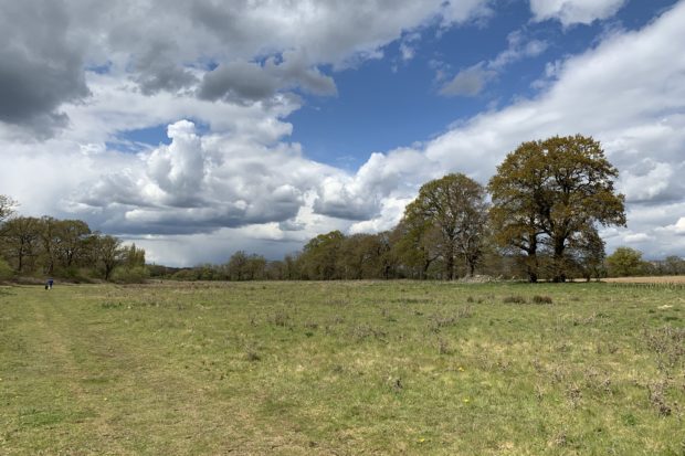 Meadows and oak trees