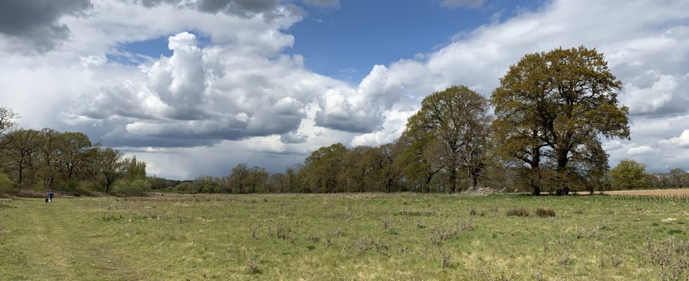 Meadows and oak trees