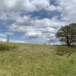Meadows and oak tree