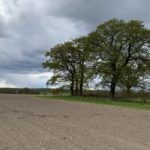 Field bounded by mature oak trees