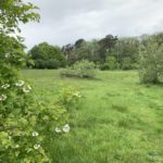Photograph of the meadows in spring with guelder rose in forground