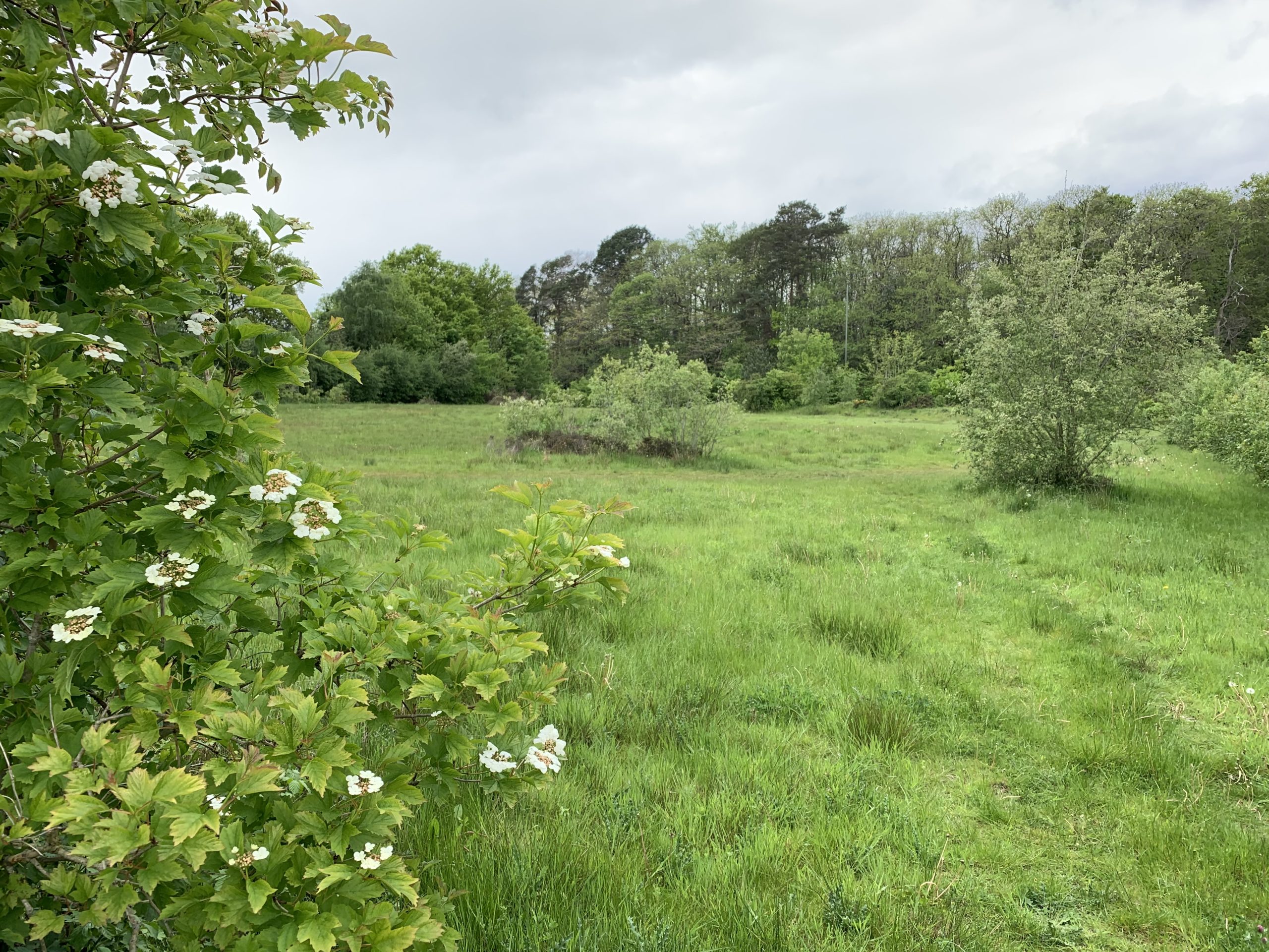 Earlswood Park Thames Basin Heaths