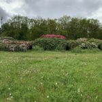 Photograph of the meadow with rhododendrons in the background