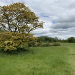Photograph of meadows with an unusual acer tree in foreground