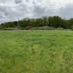 Photograph of the meadow with rhododendrons in the background