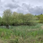 Another pretty pond, filled with reeds and surrounded by trees