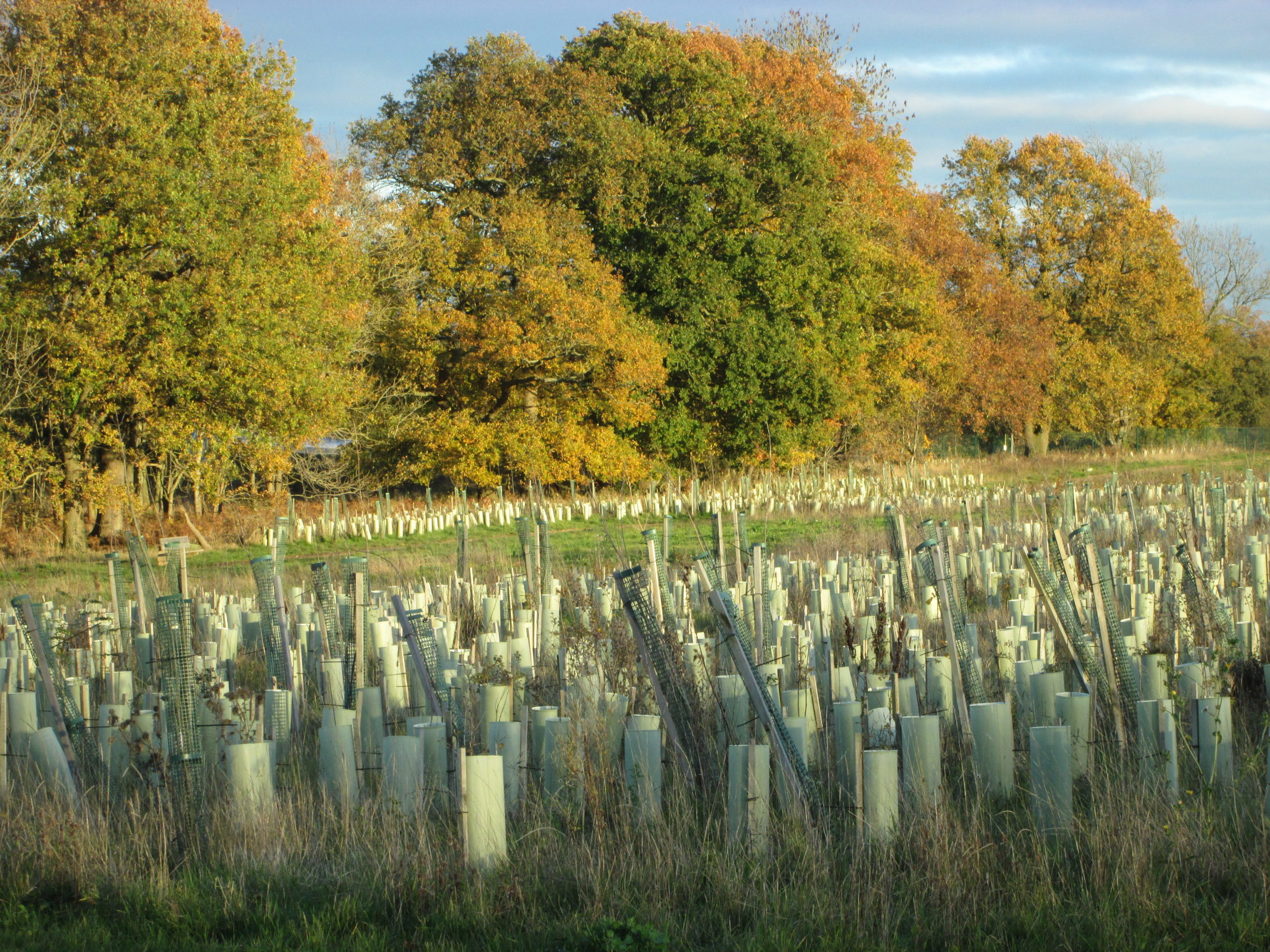 Keephatch Meadows Thames Basin Heaths