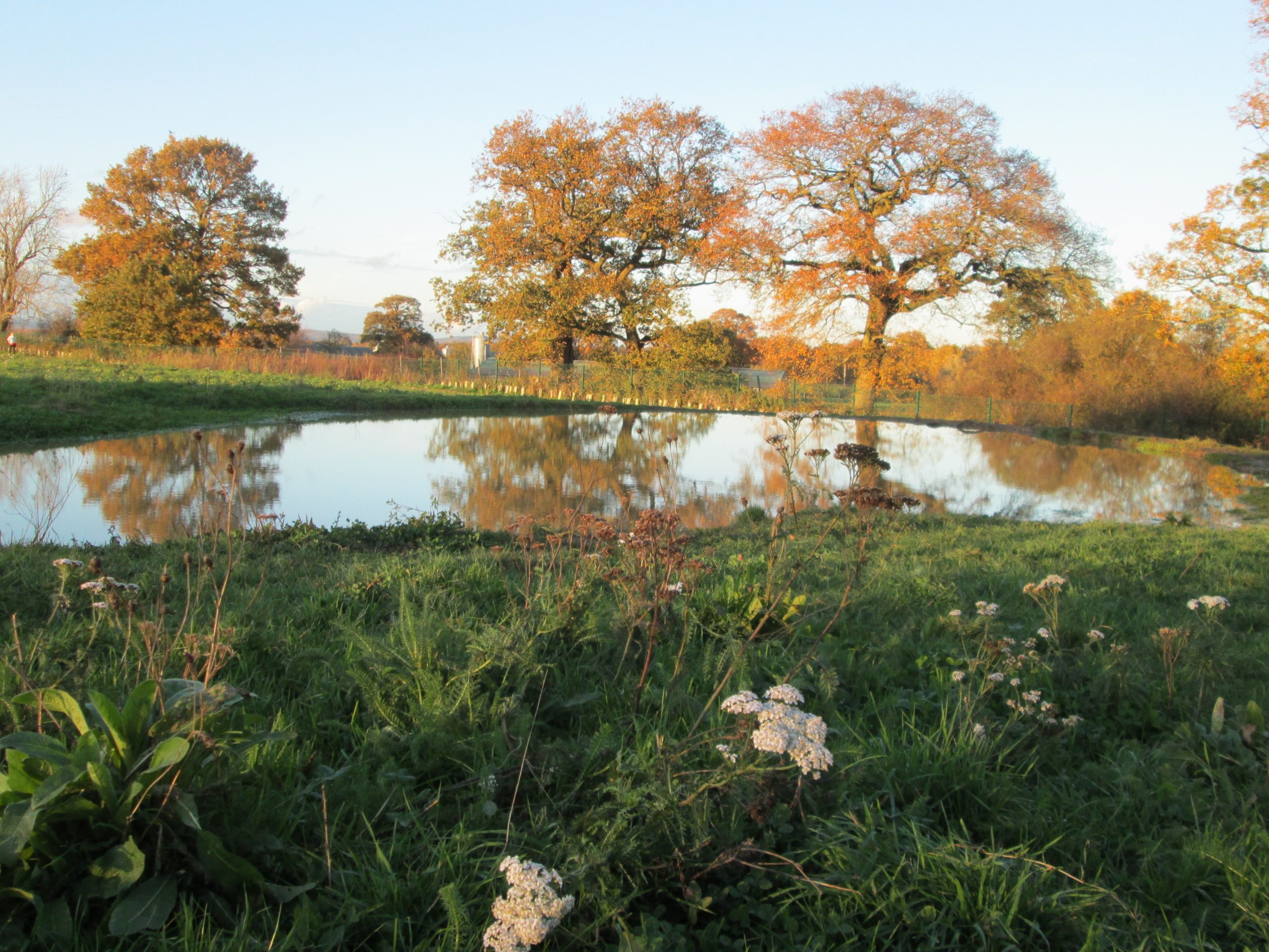 Keephatch Meadows Thames Basin Heaths