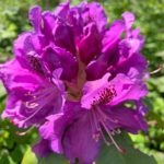 Purple rhododendron