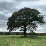 Photo of an oak tree in a mown meadow