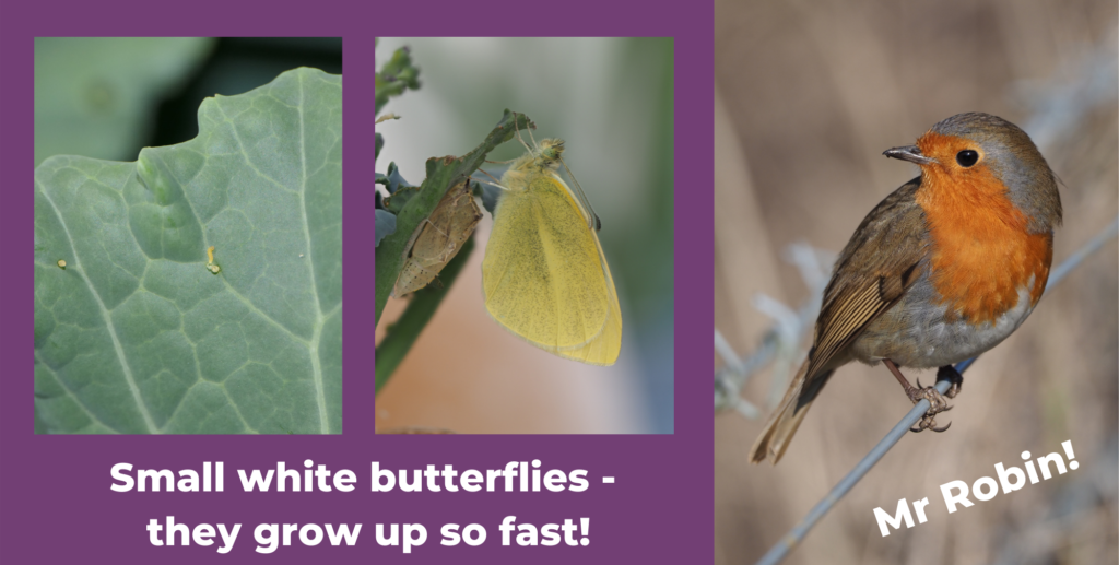 Montage showing small white butterfly eggs and adult, and Mr Robin