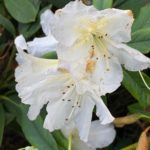 White rhododendron