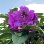 Purple rhododendron