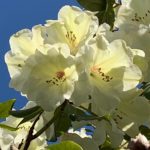 Cream rhododendron